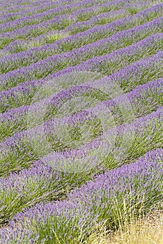 Provance lavander field