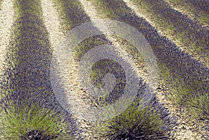 Provance lavander field