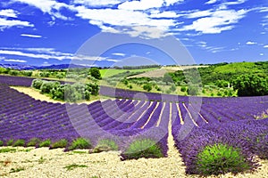 Provance, Valensole, France