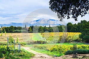 Provecale vineyards