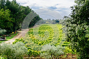 Provecale vineyards