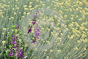 Provencal flowers