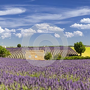 Provencal house among the lavender fields