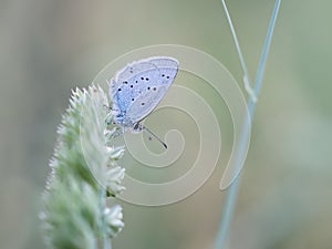 Provencal Short Tailed Blue butterfly - Cupido alcetas. At rest