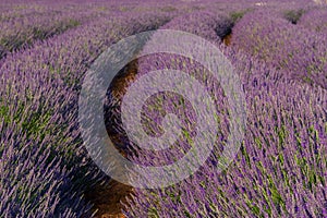 Provence, blossoming purple lavender field at Valensole France