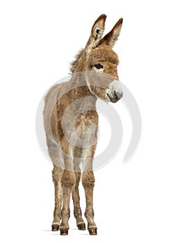 Provence donkey foal isolated on white photo