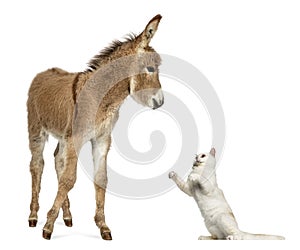 Provence donkey foal playing with British Shorthair cat
