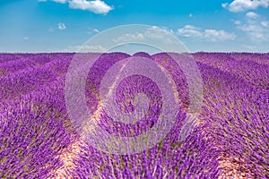 Provence, France. Lavender field at sunset. Lavender field summer sunset landscape near Valensole, Provence, France