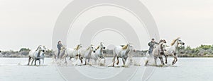 Riders on the White horses of Camargue galloping through water.