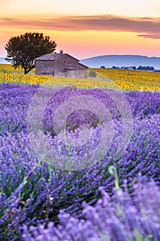 Provence, France, Valensole Plateau with purple lavender field