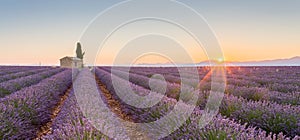 Provence, France, Valensole Plateau with purple lavender field