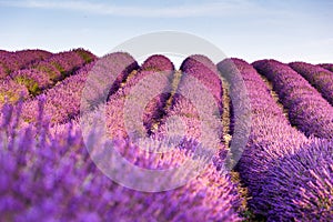 Provence, France, Valensole Plateau with purple lavender field