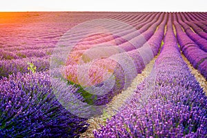 Provence, France, Valensole Plateau with purple lavender field