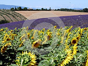 Provence landscape photo
