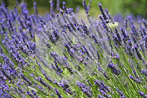 Provence lavender