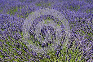 Provence lavender