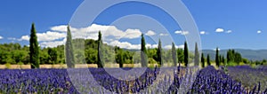 Provence lavender and cypress trees panorama