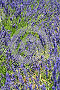 Provence lavender detail