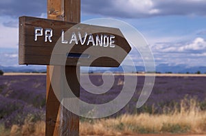 Provence - Lavender field