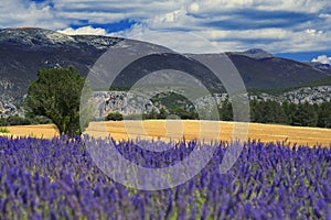 Provence lavender field