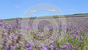 Provence lavender field in Crimea photomurals summer at dawn Beautiful purple