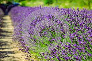 Provence - lavender field in the Gordes ,France