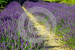 Provence - lavender field in the Gordes ,France