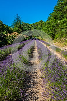 Provence - lavender field in the Gordes ,France