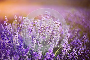 Provence, Lavender field at sunset