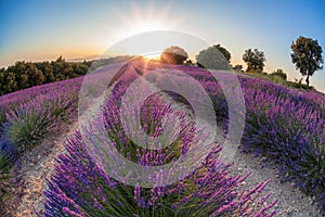 Provence with Lavender field at sunset, Valensole Plateau area in south of France