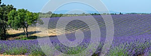 Provence, Lavender field at sunset, Valensole Plateau Provence France, blooming lavender fields, Europe