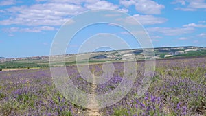 Provence lavender field in Ukraine photomurals summer in the afternoon Beautiful lilac