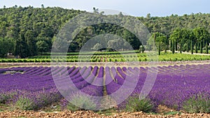 Provence - Lavender fields and vines in the background photo