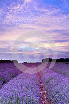 Provence lavender sunset