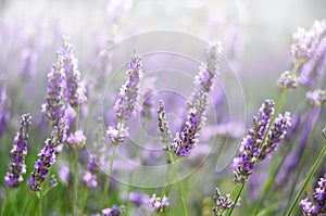 Provence nature background. Lavender field in sunlight with copy space. Macro of blooming violet lavender flowers