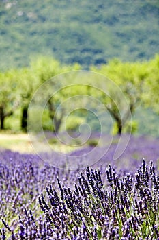 Provence typical landscape