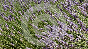 Provence, typical lavender landscape. Lavender field.