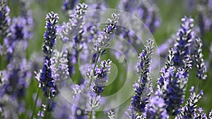 Provence, typical lavender landscape. Lavender field.