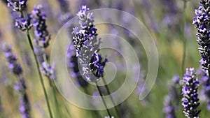 Provence, typical lavender landscape. Lavender field.