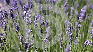 Provence, typical lavender landscape. Lavender field.