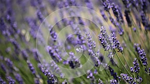 Provence, typical lavender landscape. Lavender field.