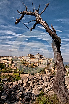 Provence village Gordes overlook with dry tree