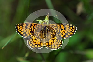 ProvenÃ§al Fritillary butterfly