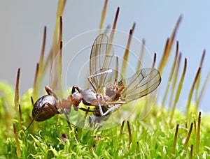 Provider ant carry dead fly photo