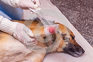 Providing medical care to a wounded dog. The veterinarian imposes a bandage on the dog`s leg_ photo