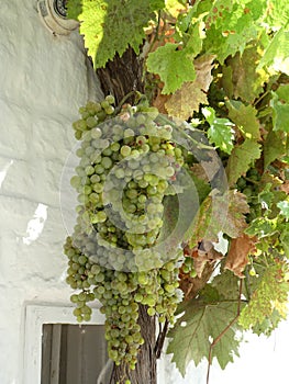 Grapevine Grapes Southern Italy Lecce White Italia Italian photo