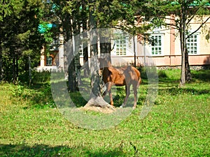 Provincial rural house in the garden among the trees walking horse