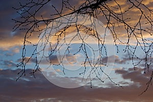 Provincial spring workdays - bare tree branches against a cloudy sky
