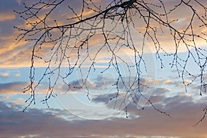 Provincial spring workdays - bare tree branches against a cloudy sky