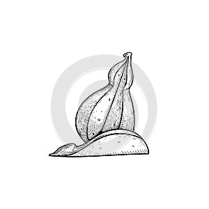 Provolone cheese with slice. Hand drawn sketch style drawing of traditional Italian melted and smoked cheese. Vector illustration